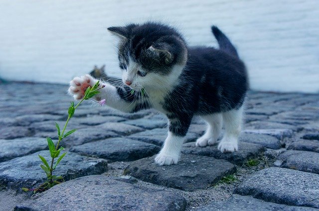 Preview of cat-2536662_640.jpg